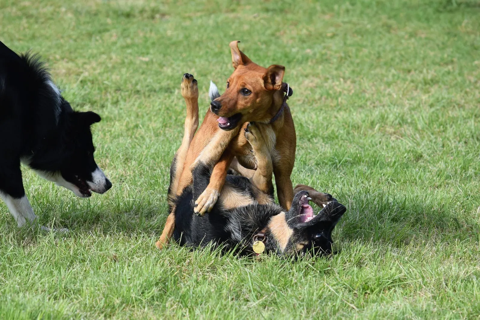 How Much Exercise Does a Daycare Dog Need?